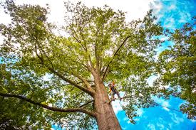 Best Weed Control  in Baxter Estates, NY