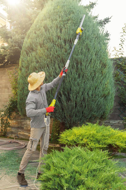 How Our Tree Care Process Works  in  Baxter Estates, NY